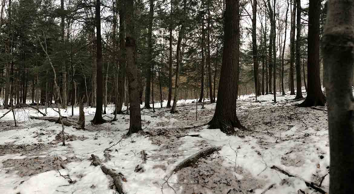 woods-2 A view of the woods when learning how to hunt on a watch